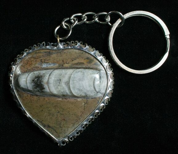 Brown Fossil Orthoceras Heart Keychain #4795